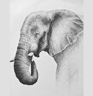 dessin stylo bille d'un elephant